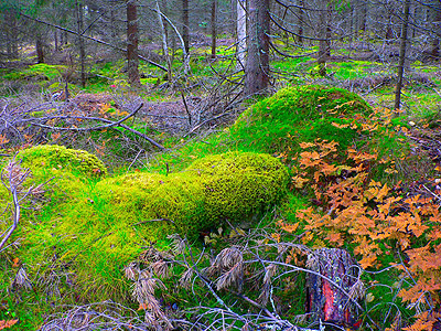 Häiverasti aktivoituna (kuva: MTV3)